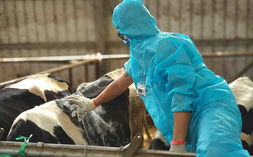 引進全國獨家乳牛烙印師 新北建構牛場防疫鐵三角