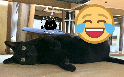 黑貓做這姿勢放空！網笑：好chill