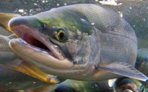 軍事結盟 經濟不跟? 中、俄為大馬哈魚開打 互相抵制