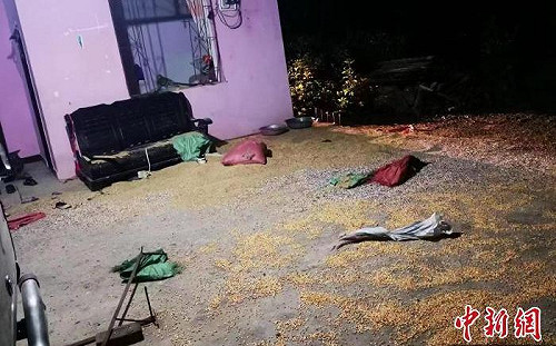 4野生亞洲象闖西雙版納民宅 「砸門撬窗」拆房搶糧