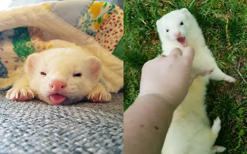 (影)雪貂吐舌偷耍萌　平時卻像小瘋子！