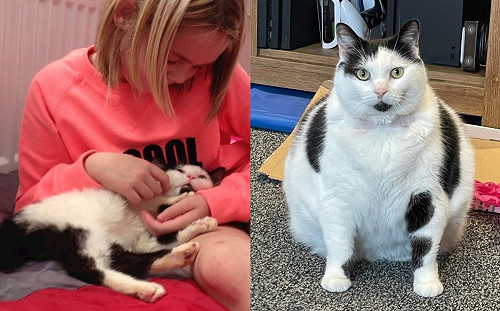 瘦弱貓開冰箱！7年後網驚：是乳牛