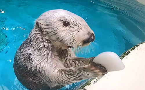 (影)海獺腋下有口袋！呆萌掏玩具送人類