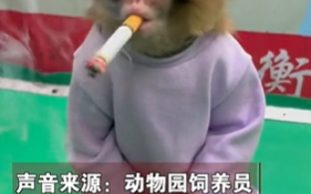 宣導禁菸? 大陸動物園疑似逼幼猴抽煙 引發網民圍剿