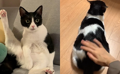 貓咪貓咪翹！賓士屁股被摸立刻彈起