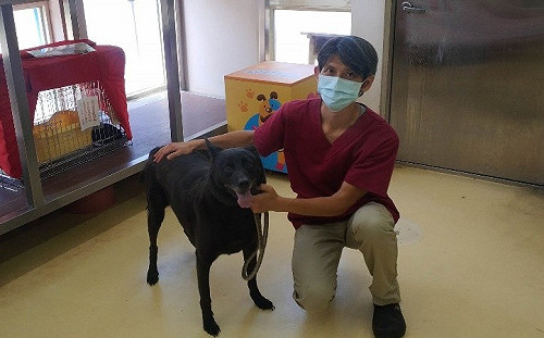 新北動保處妙手回春  命危犬「去勢」獲救年年開心回娘家打疫苗