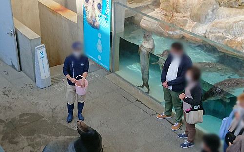 生活無聊?館內海豹站立熱看海獅秀