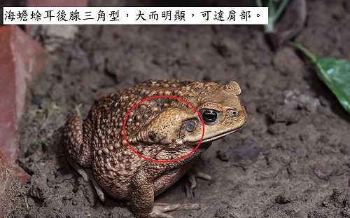 南投驚見世界百大入侵種「海蟾蜍」出沒  目前正全力移除