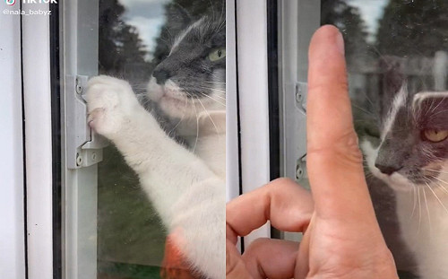 (影)爸指示貓咪開窗！結局讓人意想不到