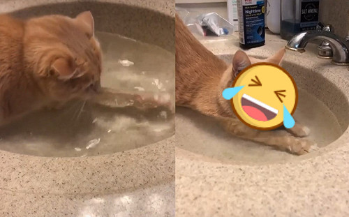 (影)橘貓趴水槽　網笑：泡澡兼喝湯？
