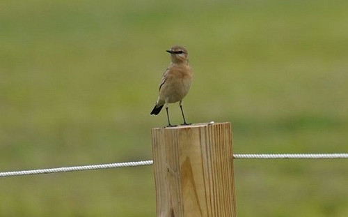稀鳥「沙䳭」現蹤大台北都會公園 新北動保處籲三不守則賞鳥趣
