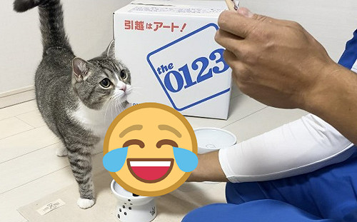 搬家工人拿零食 萌貓竟「秒握手」