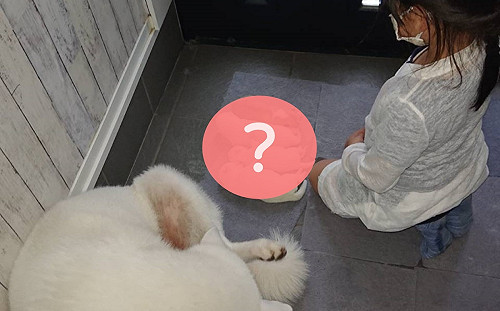 驚見女兒跪秋田奶犬！母疑奇怪儀式