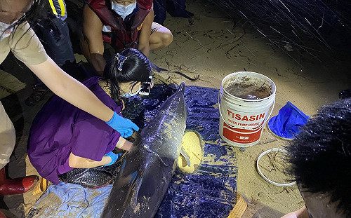 新北「3要4不」救援海洋動物 平均每月獲報6件