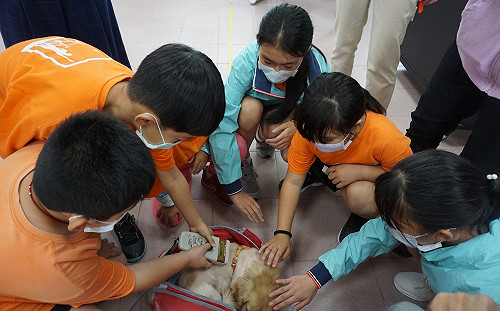 虎頭蜂列動保教育  新北市教導師生「避蜂趨吉」獲熱烈迴響