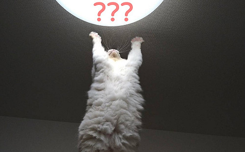 喵星連線中?貓高舉雙手膜拜1物