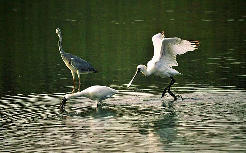 台南生態之旅！跟著吳鳳到七股濕地賞黑面琵鷺