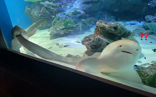 (影)豹紋鯊遭「咬尾巴」！真相曝光了