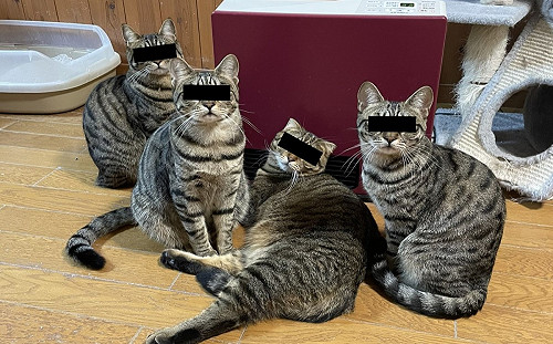 4貓圍堵暖氣！回瞪奴才：後面排隊