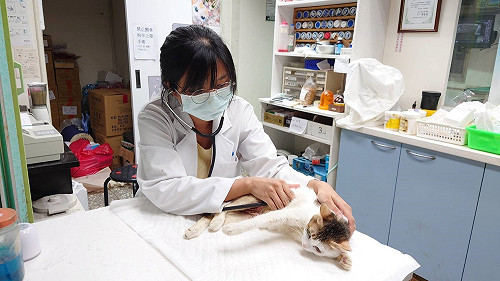 新北協助守護喵星人 籲愛貓族疼惜愛滋貓