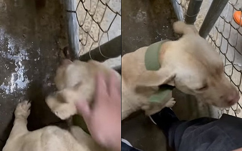 比特犬咬死3歲童!網請願「狗狗是無辜的」 潘孟安回應了