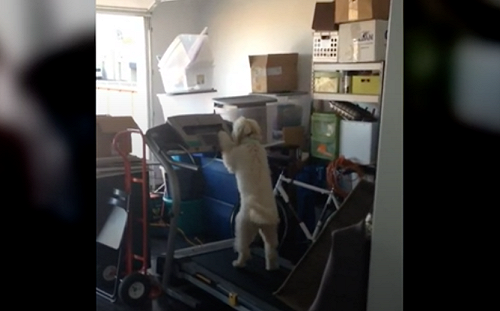 (影)狗狗上跑步機運動！1動作飼主嚇壞