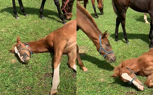 (影)馬兒躺地吃草!同伴秒阻止:不好看