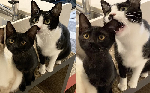 排隊等零食!賓士貓竟咬同伴耳止飢