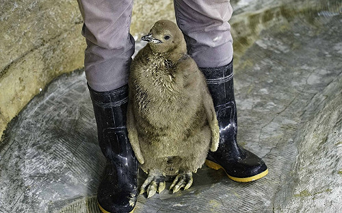 (影)小企鵝沒安全感！人員走哪都黏超緊