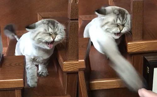 (影)未來拳王？貓氣噗噗打出連環無影手