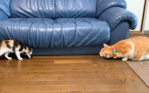 (影)橘白貓貪玩嚇奶貓!被兇秒鬱卒