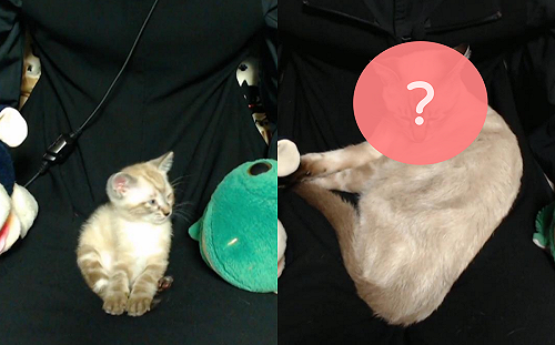 收編奶貓六個月！成長驚人大對比