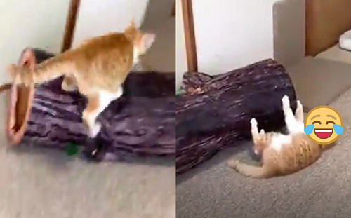 (影)橘貓飛撲假樹幹!原地自摔整個傻眼