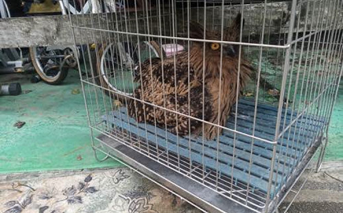 新北搶救汞中毒貓頭鷹 落難黃魚鴞重回野外