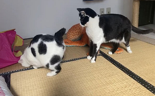 (影)貓咪屁屁對別人！摸一下竟自動彈跳