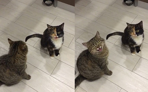 (影)奴才唱歌2貓神合唱！網：超級可愛