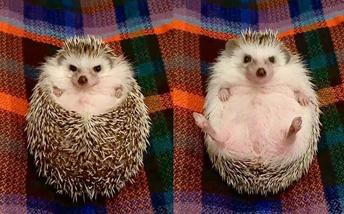 (影)刺蝟見零食就「開花」！網：超療癒