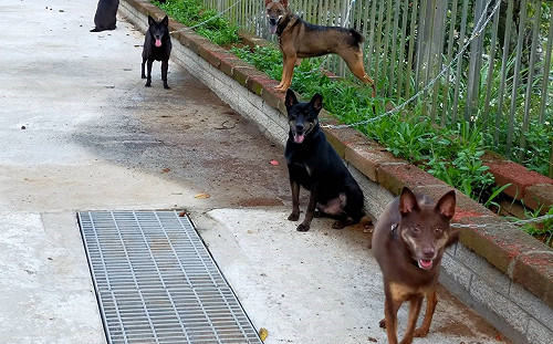 廣西玉林「狗肉節」將至 兩千隻狗遭貨車載走 愛犬志願者力挽狂瀾