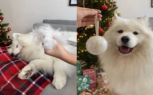 (影)大狗廢毛變聖誕球！網讚：獨一無二