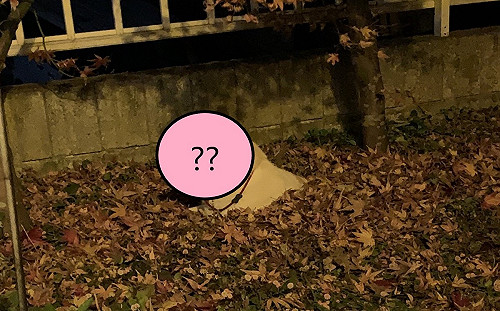 (影)狗不回家埋落葉堆！網笑：在泡湯？