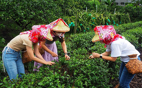 第二波888元農遊券抽獎時間出爐！58萬份僅1.6萬人登錄