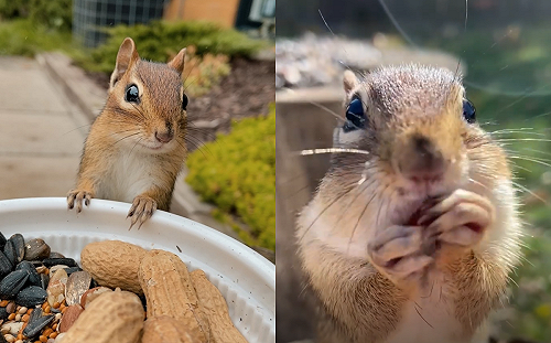 (影)訓練有素！花栗鼠是聽指令小天才