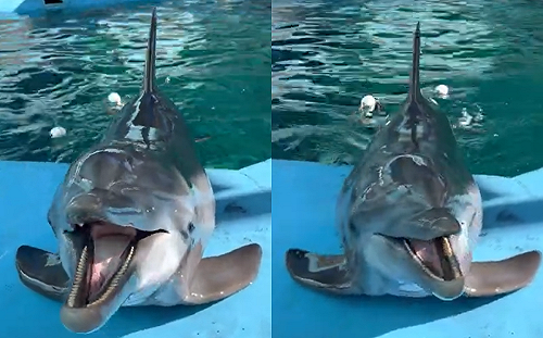 (影)海豚用喵音表愛意　網驚：海上貓貓