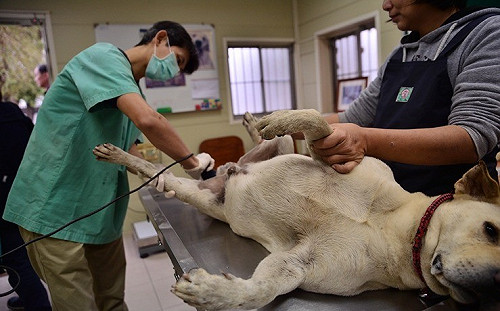 新北動保處推流浪動物減量　講師曾月救80犬貓