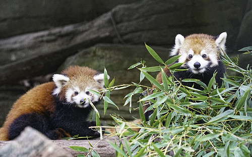 小貓熊玩超瘋！媽汗顏硬拖：回家