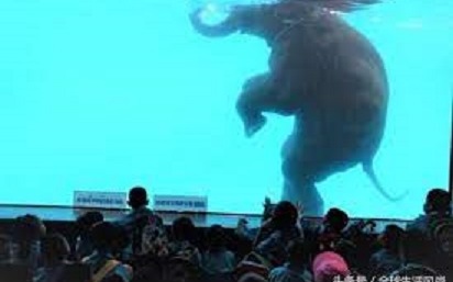 泰國大象游泳獲獎照片引爭議 動物園挨批虐畜 泰人反質疑西方雙重標準