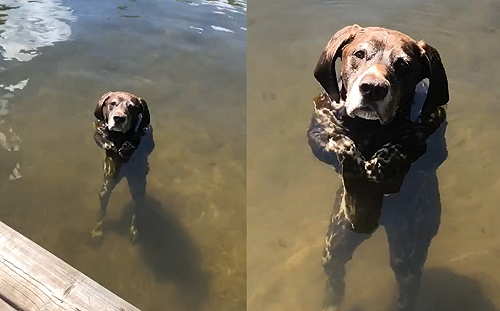 (影)等主人等到不耐煩！狗水中臭臉成精