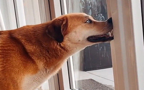 (影)狗狗老愛壓鼻子！理由曝光媽傻眼了