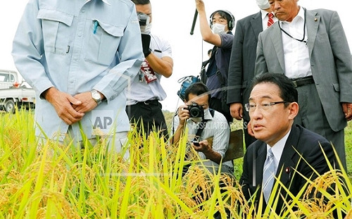 美國進口福島「核食」！「天之粒」稻米 10年後首次對美發貨