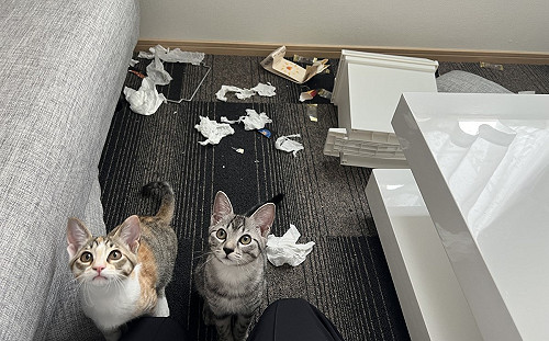 貓姐弟把家掀翻！主人靠近秒無辜